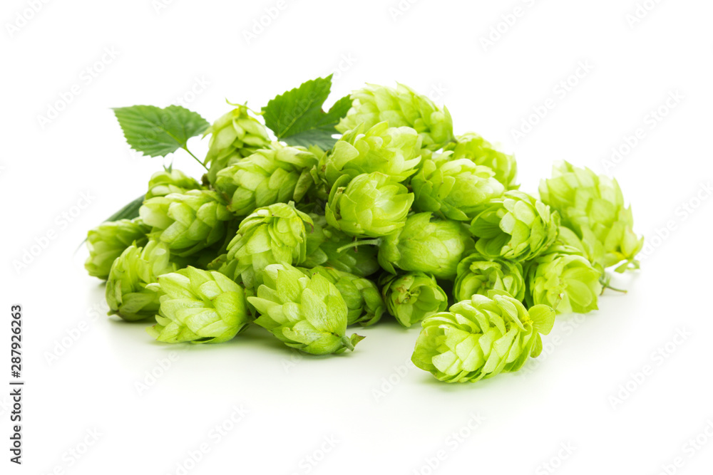 Heap of fresh hops cones isolated on white Heap of fresh hops cones isolated on white