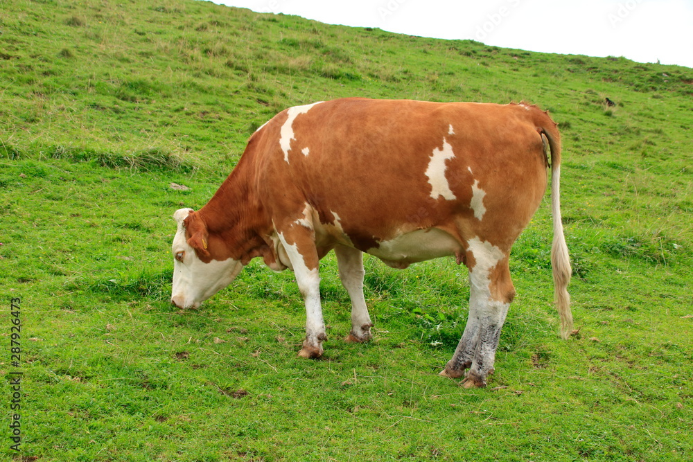 Kuh in den Chiemgauer Alpen bei grasen auf einer Wiese Kuh in den Chiemgauer Alpen bei grasen auf einer Wiese