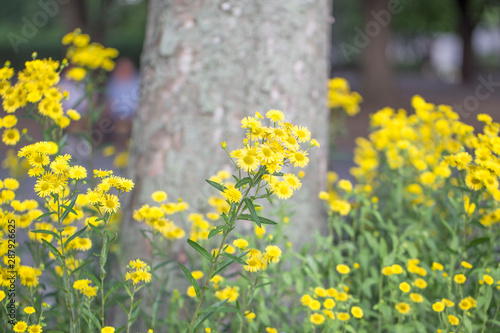 yellow flowers of elecampane background