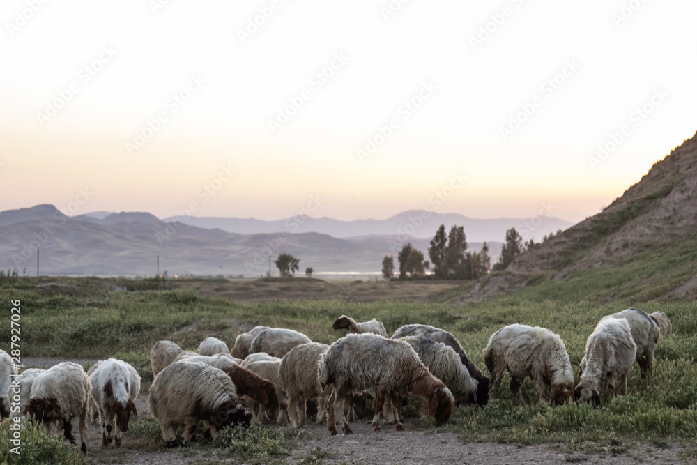 Iraq Kurdistan landscape view of Zagros and goats