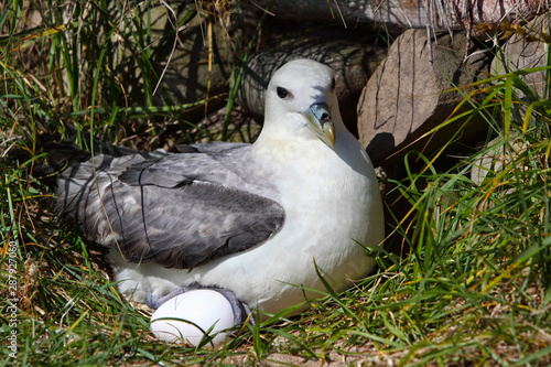 Northern fulmar on a nest with a single egg