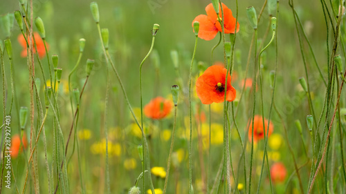 Fototapeta Naklejka Na Ścianę i Meble -  Wild poppies and yellow flowers in green summer grass