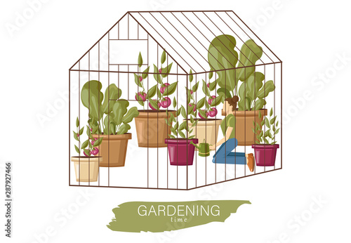 Woman working in the greenhouse Vector flat style. Growing plants and flowers. Cage garden concepts