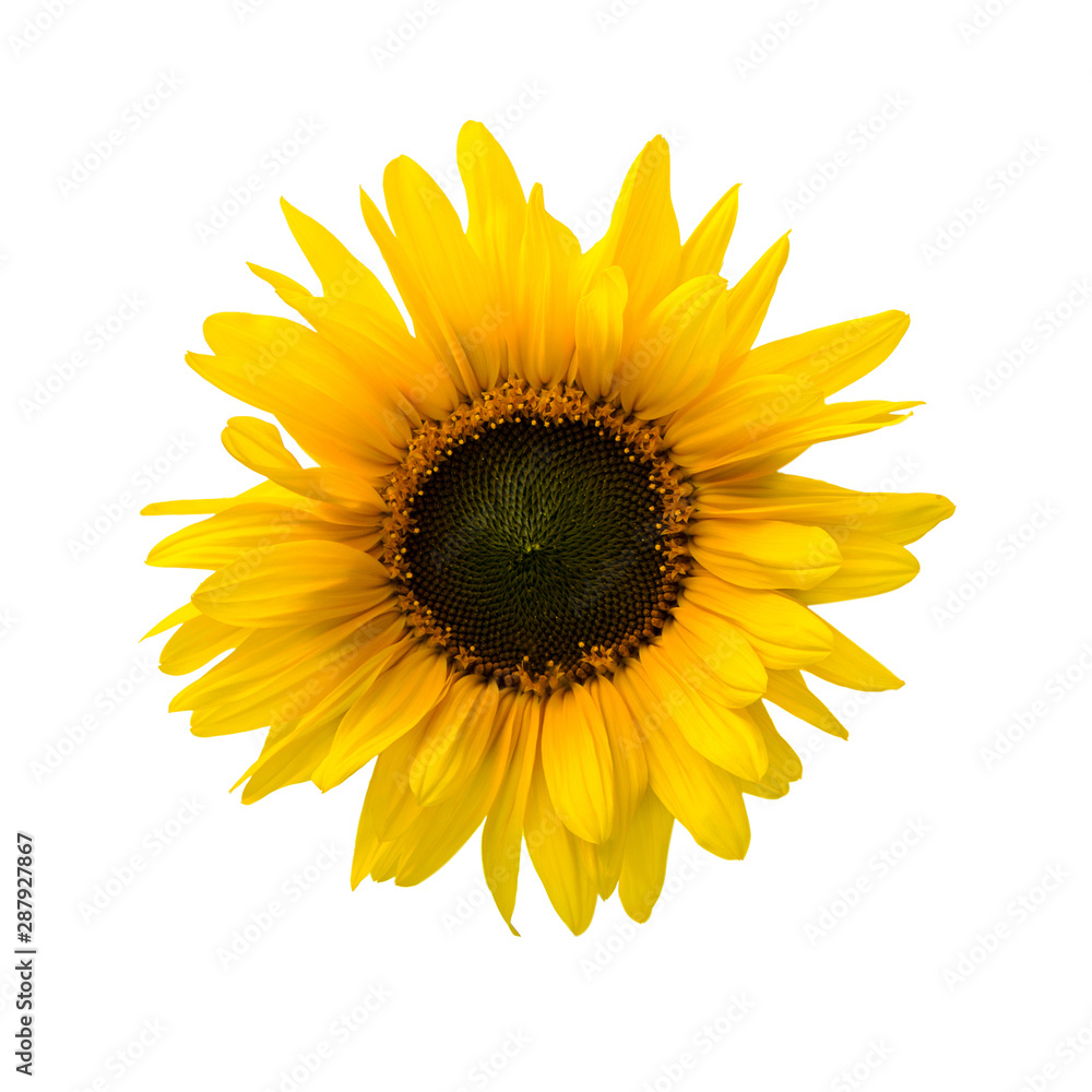 Fototapeta premium Sunflower isolated on white.