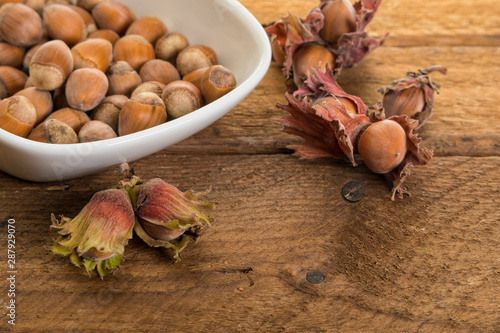 Freshly harvested hazelnuts