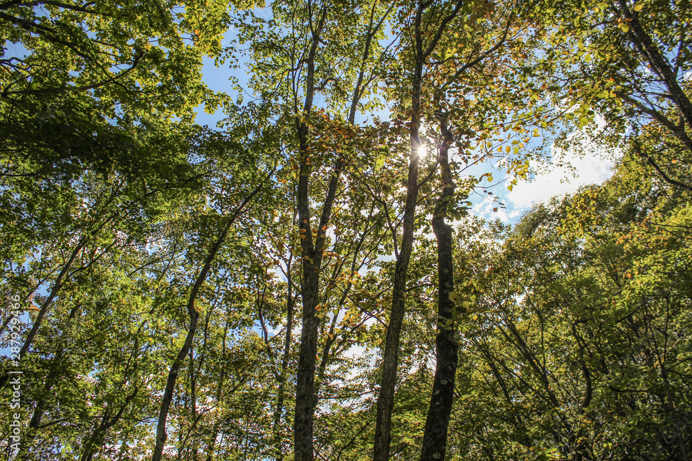the sun shines through the trees the sun shines through the trees