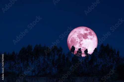 harvest pink moon on night sky back over silhouette pines tree and cloud background