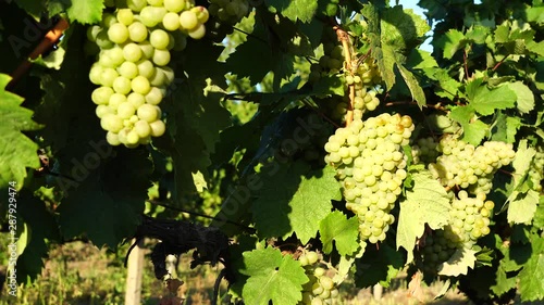 Beautiful bunch of Sauvignon Blanc grapes hang on a vine in vineyard. Bottom view.