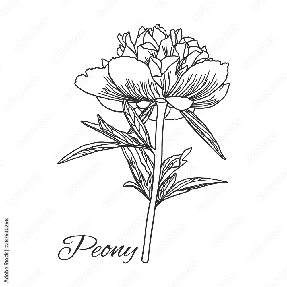 Fototapeta Cute Peony flower in line art style isolated on white.