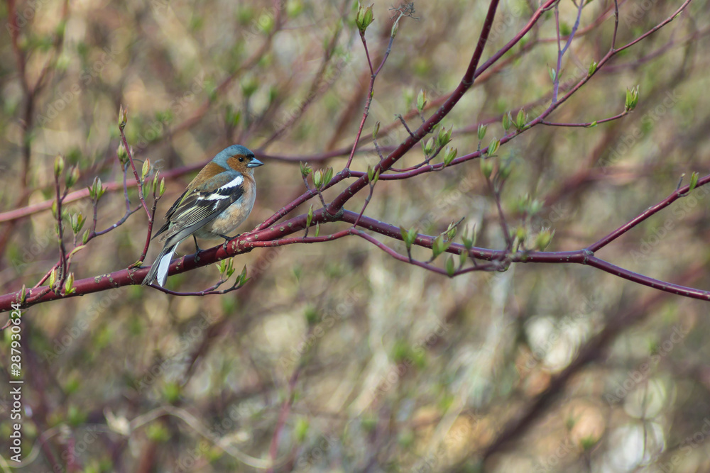 Common chaffinch tiny cute bird is sitting on a branch of a bush and singing. Close up portrait of a beautiful bird. Ornithology and the study of birds in the park. Amazing multi-colored bird. Common chaffinch tiny cute bird is sitting on a branch of a bush and singing. Close up portrait of a beautiful bird. Ornithology and the study of birds in the park. Amazing multi-colored bird.