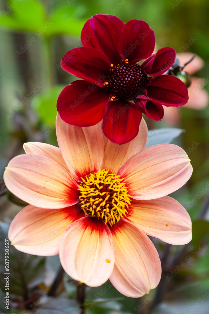 bicolor dahlia bicolor dahlia