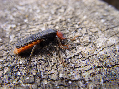 Beetle on the Baltic Sea