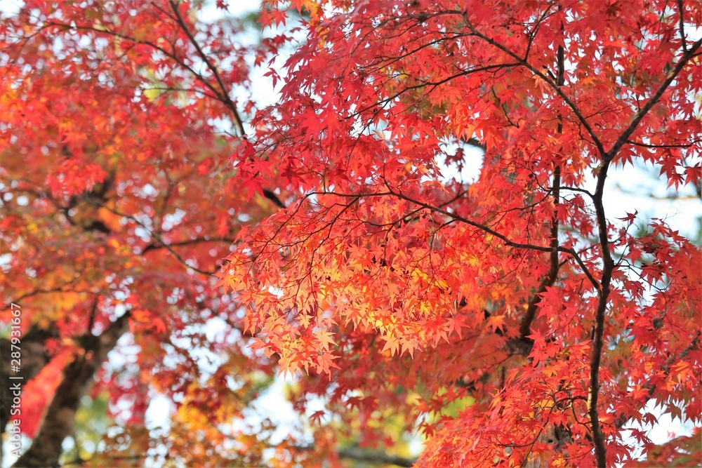 高野山の紅葉