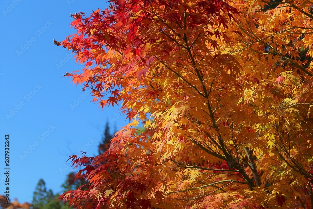 高野山の紅葉