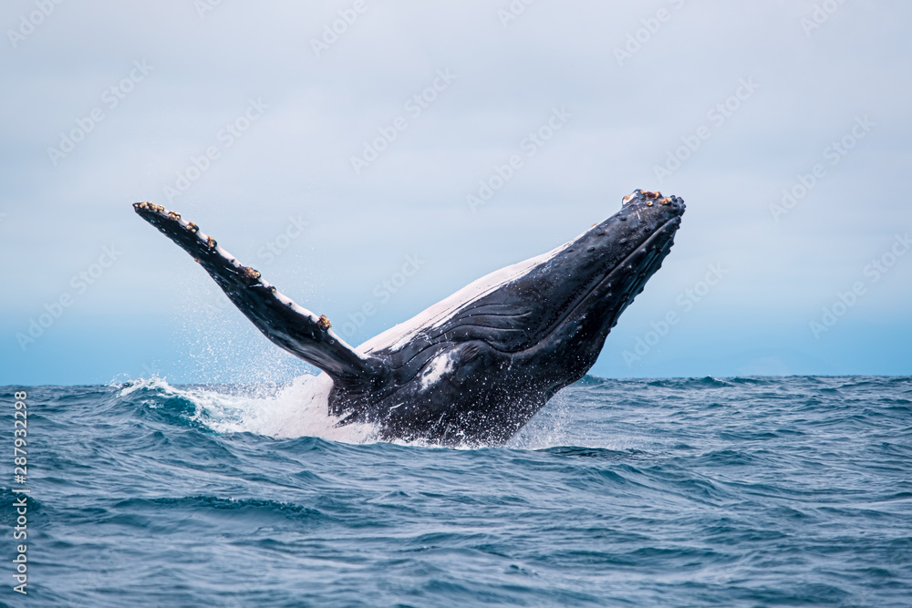 Fototapeta premium Humpback whale breaching near Isla de la Plata, Ecuador