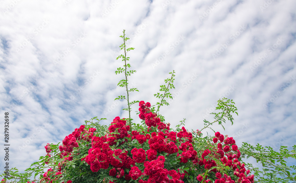 Climbing plants in the garden - red roses