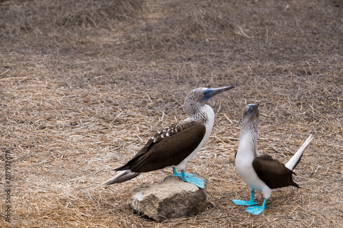 Pair of blue-footed booby in Isla de la Plata, Ecuador photo