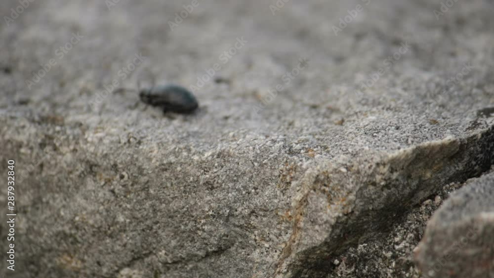 black beetle overcoming obstacle, bud walking on the stone (copy space available) black beetle overcoming obstacle, bud walking on the stone (copy space available)