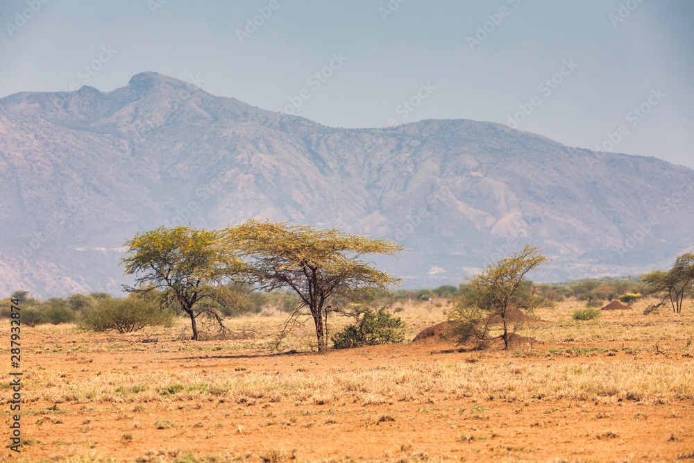 Panorama of Awash national park landscape with acacia tree in front and mountain in background, Awash Ethiopia Africa