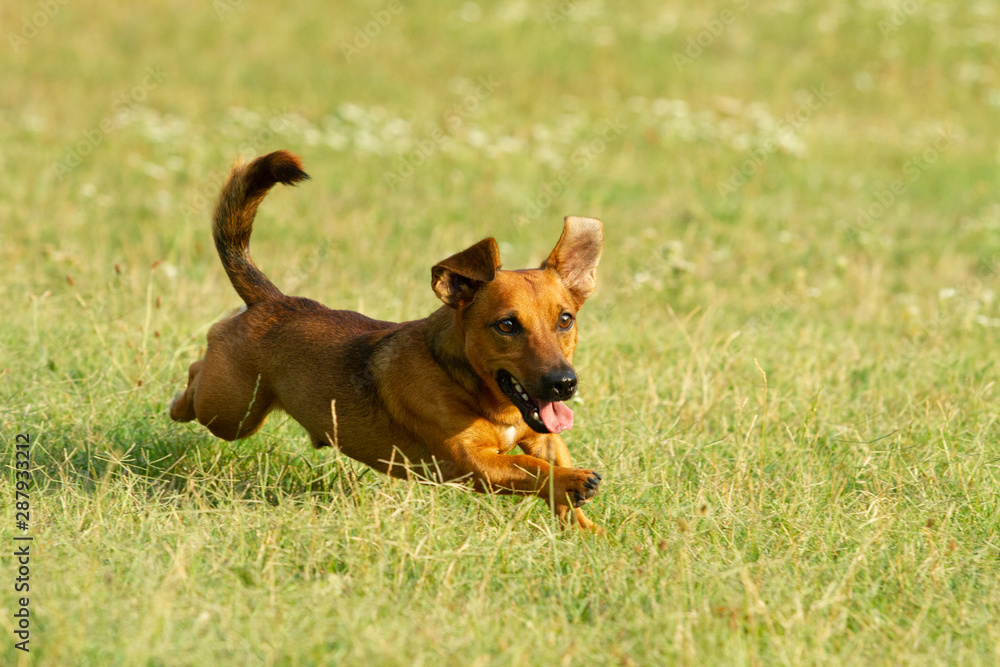 Cute mixed breed dog playing on a meadow. Age almost 2 years. Parson Jack  Russell - German shepherd - Chihuahua mix. Photos | Adobe Stock