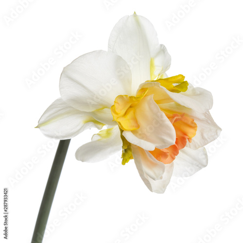 Exotic narcissus flower Isolated on a white background.