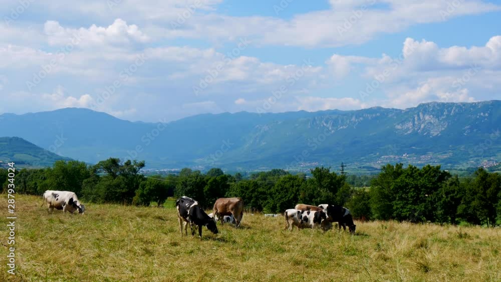 herd of cows grazing grass on grass field over the valley herd of cows grazing grass on grass field over the valley