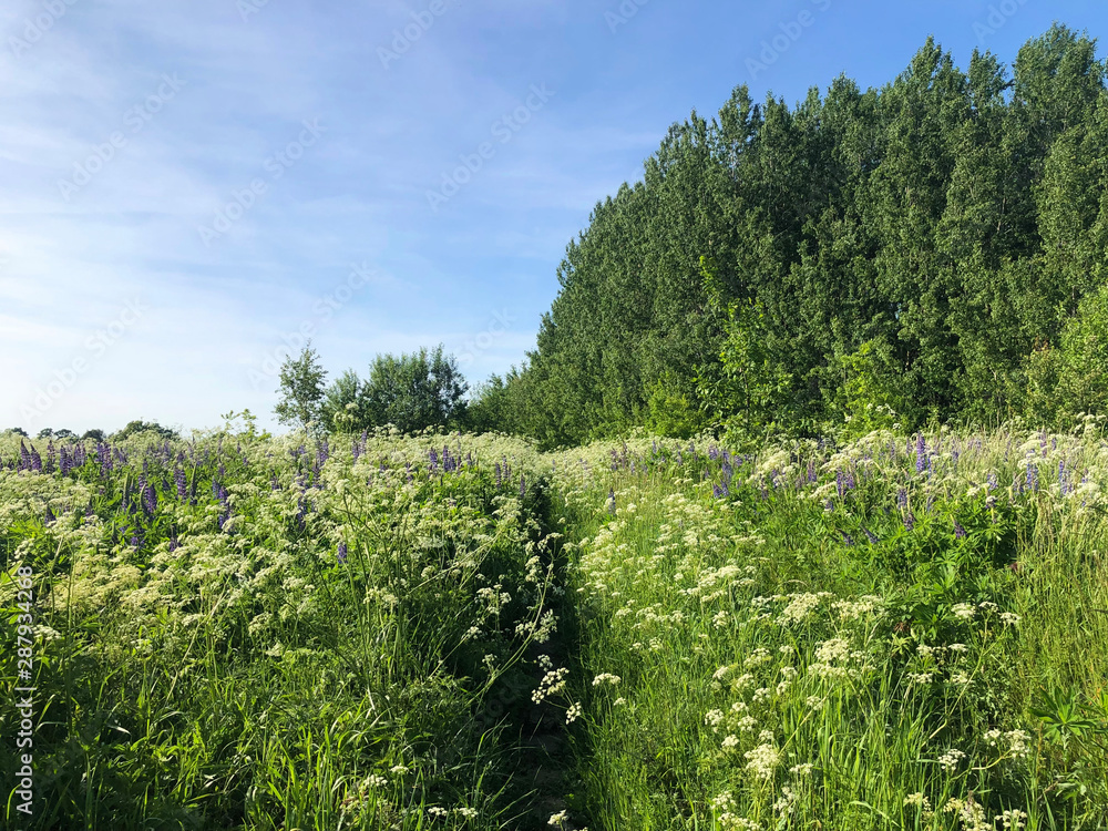 Fototapeta premium Flower field