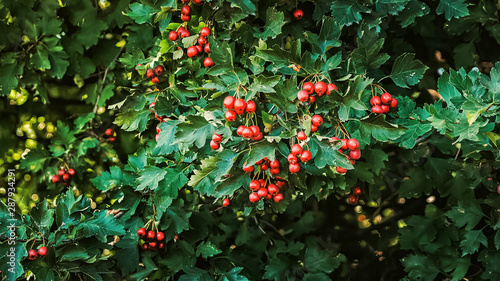 Hawthorn berries ripen during the peak period, juicy in appearance and useful. Suitable for scientific work and simply