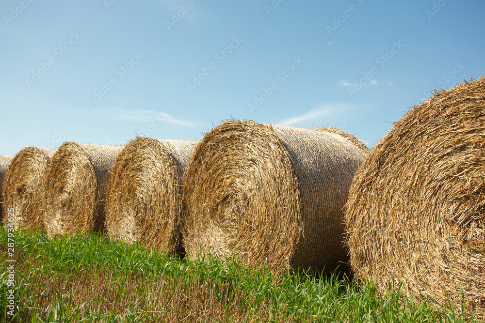 the field after summer harvest