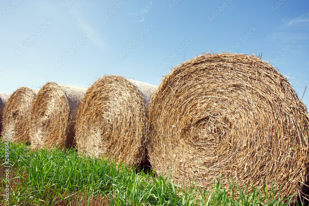 the field after summer harvest the field after summer harvest