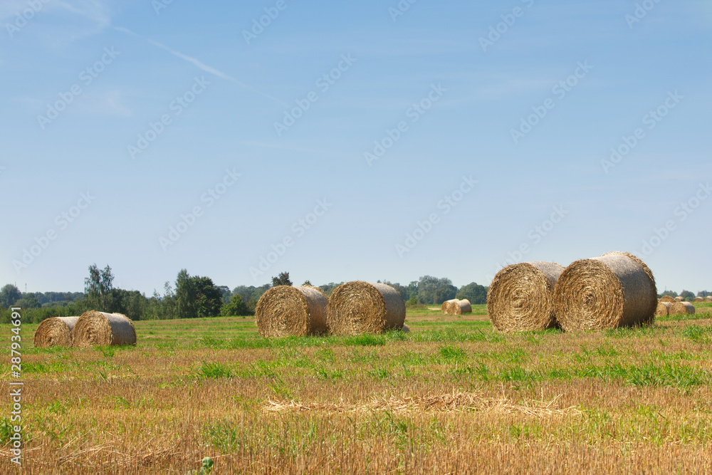 the field after summer harvest