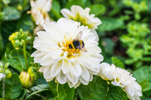 bumblebee taking white flower nectar in sunny day photo