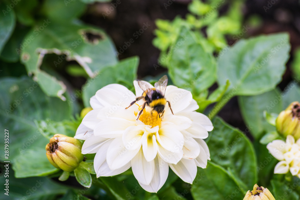 bumblebee taking white flower nectar in sunny day bumblebee taking white flower nectar in sunny day