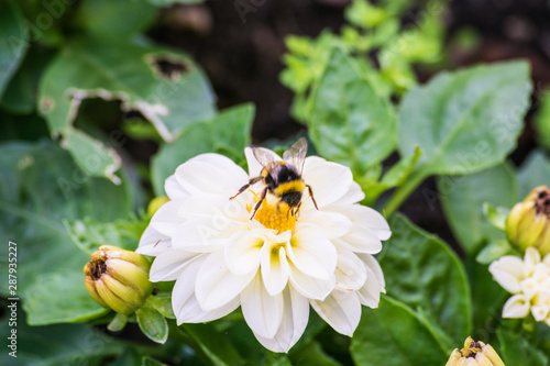 bumblebee taking white flower nectar in sunny day © photointruder