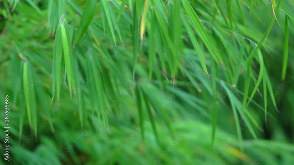 Scene of green forest of bamboo leave swaying by the wind in the national botanic garden, New Zealand, feeling calm and relax, concept of beauty of the nature. Scene of green forest of bamboo leave swaying by the wind in the national botanic garden, New Zealand, feeling calm and relax, concept of beauty of the nature.