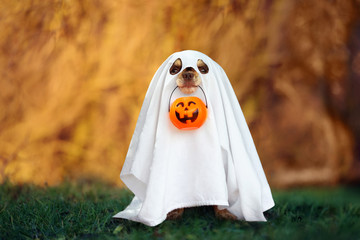 dog in a ghost costume holding a pumpkin outdoors in autumn
