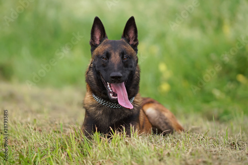Happy young Belgian Shepherd dog Malinois with a chain collar lying down on a green grass in summer
