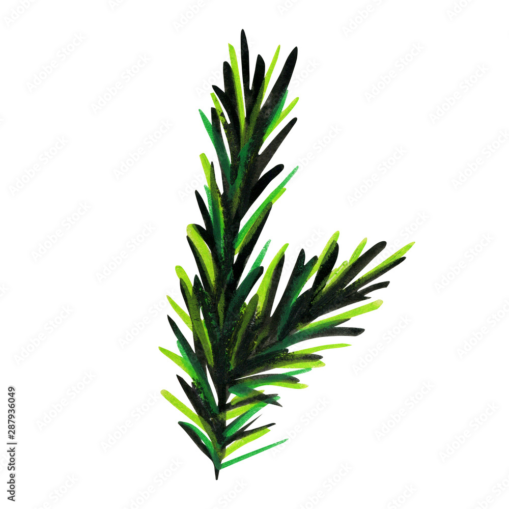 Fluffy green branch of pine or spruce. Fluffy green branch of pine or spruce.