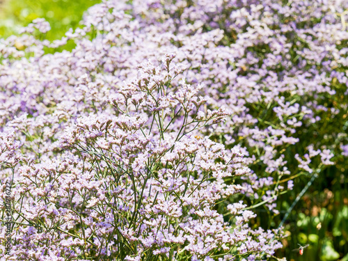 limonium latifolium - Tige florale   rig  e de statice    feuilles larges ou lavande de mer de couleur bleu clair