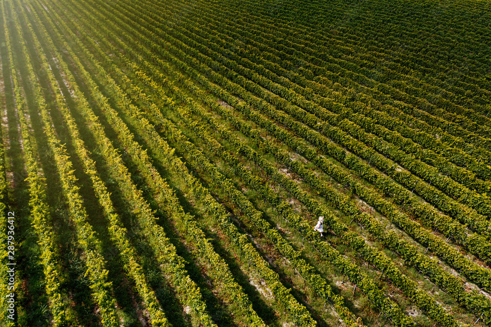 Aerial view of beautiful girl in hat stands on large vineyard plantation. Aerial view of beautiful girl in hat stands on large vineyard plantation.