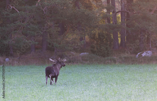 A wild and stately moose in Swedish nature