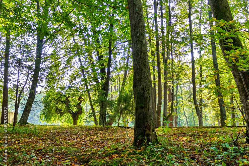 forest trees. nature green wood backgrounds Sunny Day forest trees. nature green wood backgrounds Sunny Day
