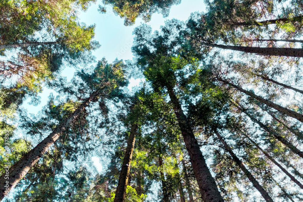 Fototapeta premium forest trees. nature green wood sunlight backgrounds