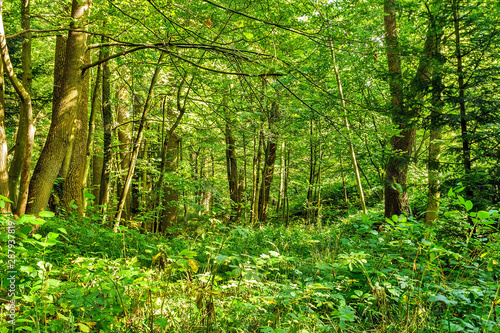 Fototapeta Naklejka Na Ścianę i Meble -  forest trees. nature green wood backgrounds Sunny Day