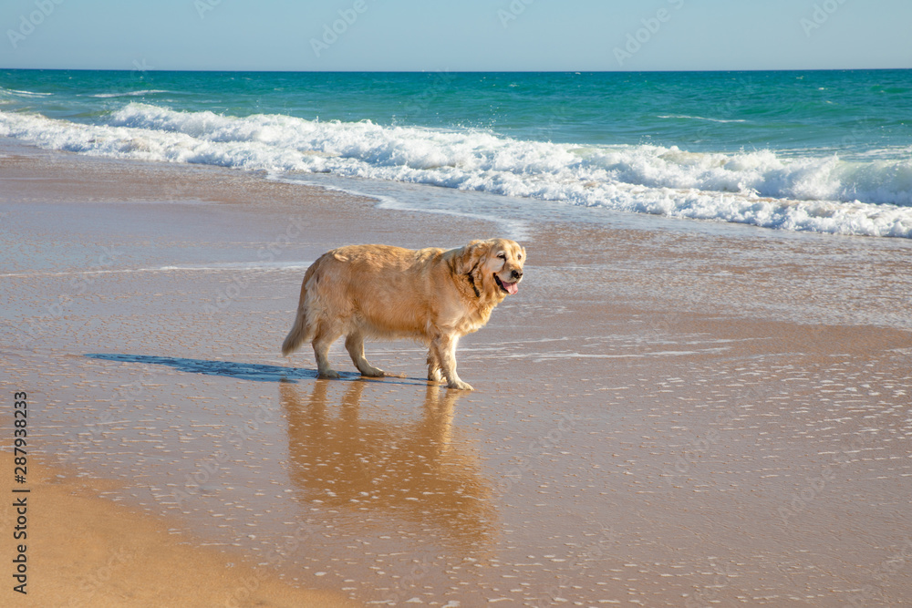 golden retriever dog on the seashore of the sandy beach looking at ocean water, in Palmar Beach, in Vejer, Cadiz, Andalusia, Spain golden retriever dog on the seashore of the sandy beach looking at ocean water, in Palmar Beach, in Vejer, Cadiz, Andalusia, Spain