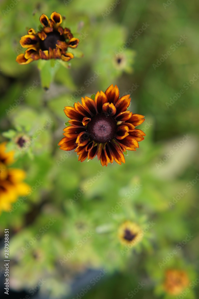 Fototapeta premium Rudbeckia