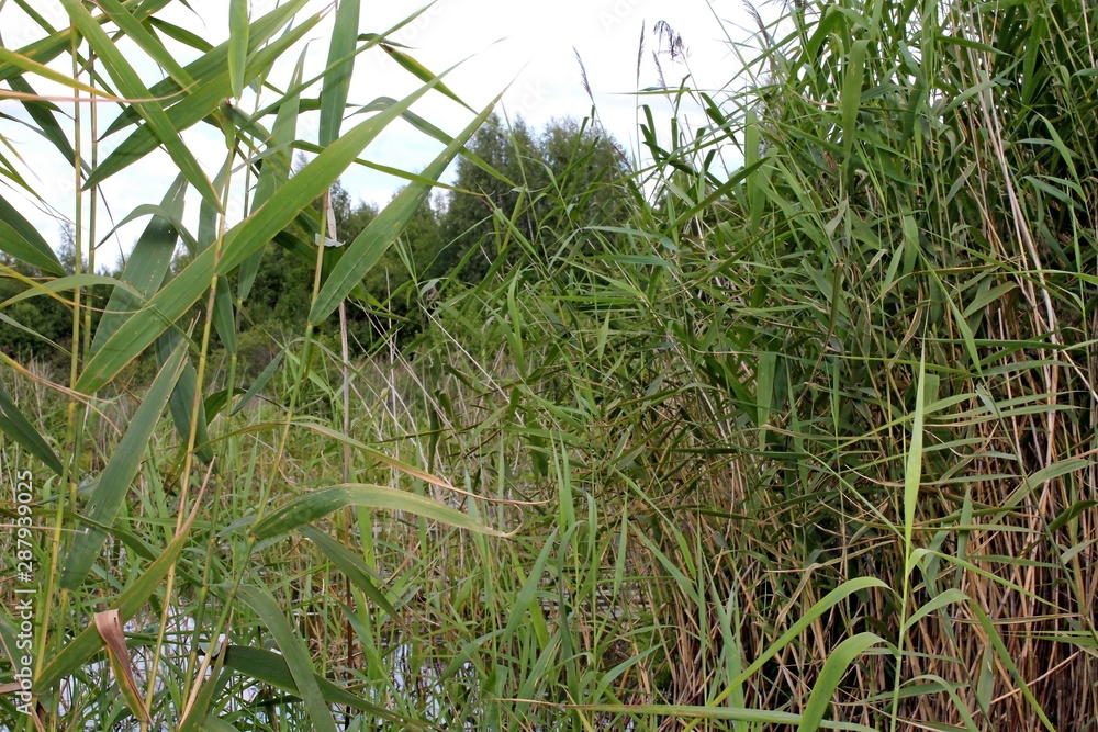 Obraz premium Aquatic plants in a natural pond on a warm summer evening. Unique image of the surrounding nature