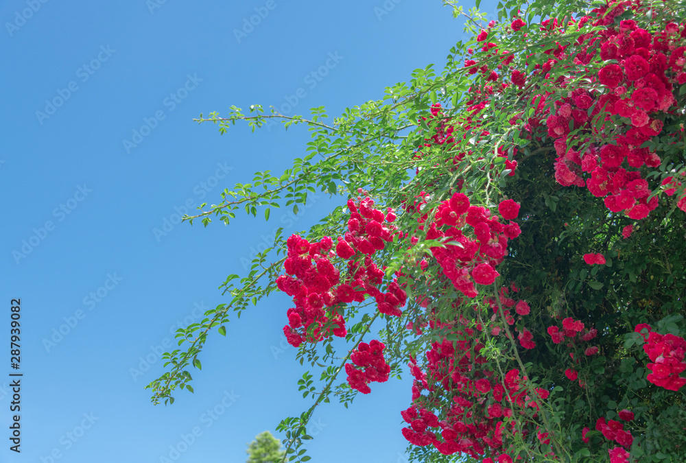 Climbing plants in the garden - red roses