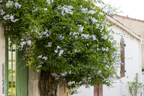 mornac-sur-seudre photo