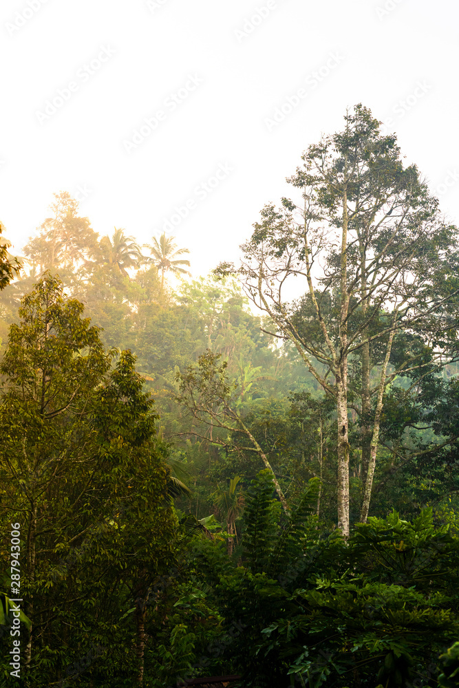 Tropical rainforest at sunrise with the light streaming the the branches, Bali, Indonesia Tropical rainforest at sunrise with the light streaming the the branches, Bali, Indonesia